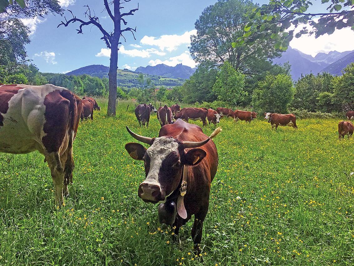 Saint-Paul-en-Chablais 루세리 비앤비 B&B 외부 사진